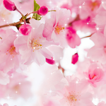 Vivid Sakura icon