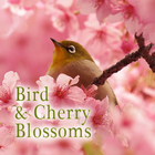Bird & Cherry Blossoms Theme-icoon