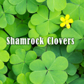 Shamrock Clovers Theme +HOME