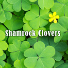 Shamrock Clovers icon