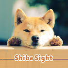 ikon Shiba Sight