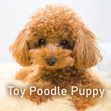 Toy Poodle Puppy Theme APK
