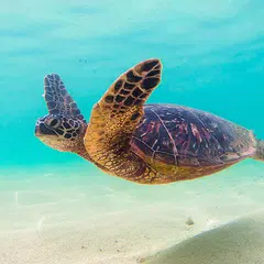 Скачать Sea Turtle's Swim +HOME Theme XAPK