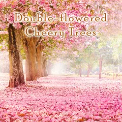 Double-flowered Cheery Trees APK download