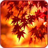 秋の紅葉の壁紙 in京都 APK
