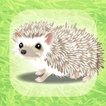 ”Hedgehog Pet