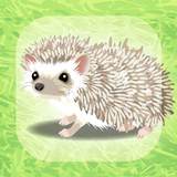 Hedgehog Pet