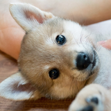 癒しの子犬育成ゲーム〜柴犬編〜 ikon