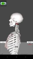 和鍼灸院式解剖学（骨格）　3D الملصق
