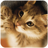 고양이 메모리 클리너-Cat Memory Cleaner APK