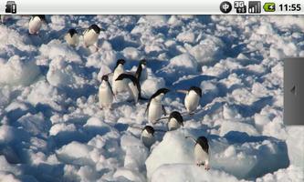 Full of Penguins ! capture d'écran 3