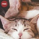 Cat wallpaper APK