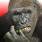 Gorille Volant icône