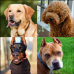 ”Dog Quiz - razas de perros