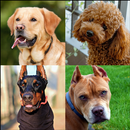 APK Dog Quiz - razas de perros