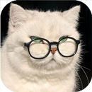 Cute Cats Wallpaper APK