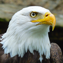 Eagle Wallpaper‏ APK