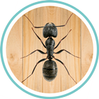 Ant Smasher ícone