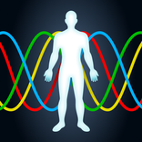 Biorhythms - Biological Cycles
