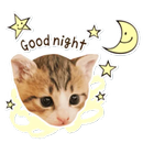 Cats memes WhastickersApps Nuevos🐈✔🔥 APK