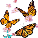 Butterflies Stickers  whastapp APK