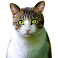 WAStickerApps – Animal Stickers HD 2020