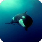 Orca 3D Video Wallpaper آئیکن