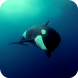 Orca 3D Video Wallpaper icono