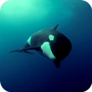 Orca 3D Video Wallpaper APK