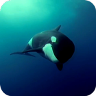 Orca 3D Video Wallpaper icône