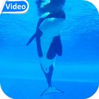 Orca Whale Video Wallpaper 아이콘