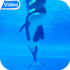 Orca Whale Video Wallpaper icône