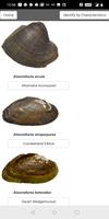 Freshwater Mussel Identification Guide 截图 2