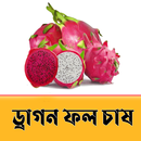 Dragon Fruit Cultivation ~ ড্রাগন ফল চাষ APK
