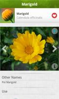 Medicinal Plants PRO تصوير الشاشة 2
