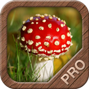 Mushrooms PRO - NATURE MOBILE aplikacja