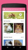 Guinea Pigs and Hamsters 2 PRO 截图 1