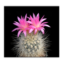 Cactus of The Day APK