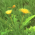Fleurs de printemps 3D icône