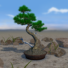 Bonsai 3D Live Wallpaper biểu tượng