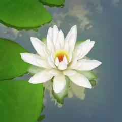 3D Lotus Pond Live Wallpaper XAPK download