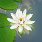 3D Lotus icono