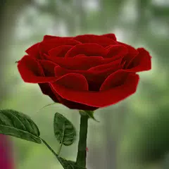3D Rose Live Wallpaper Icon