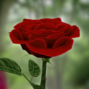 La rose 3D APK