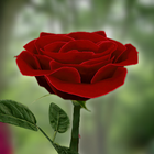 La rose 3D icône