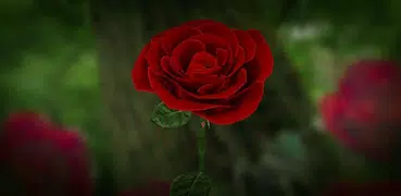 Die Rose 3D (Lite)