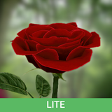 3D Rose Live Wallpaper Lite ícone