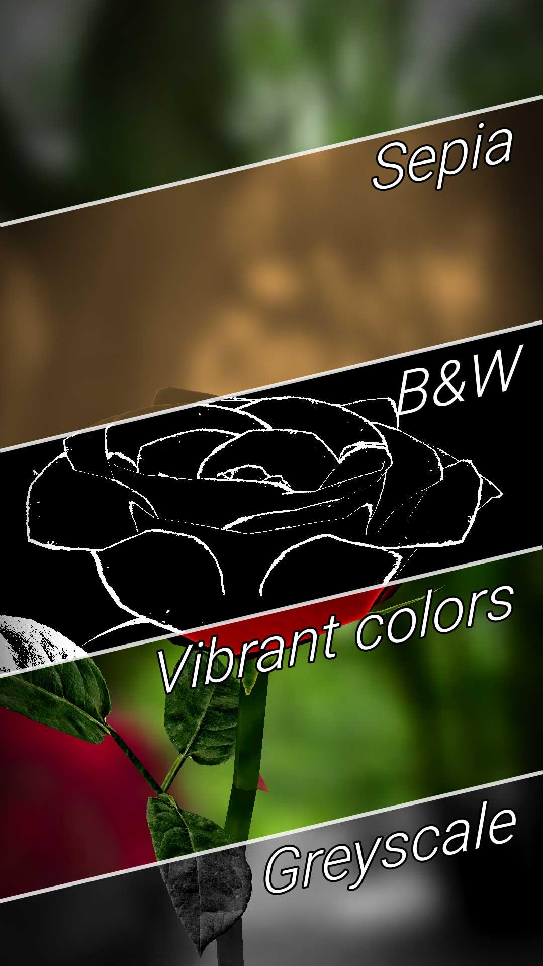 Live Wallpaper 3d Rose Flower Image Num 88