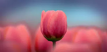 3D Tulip Live Wallpaper