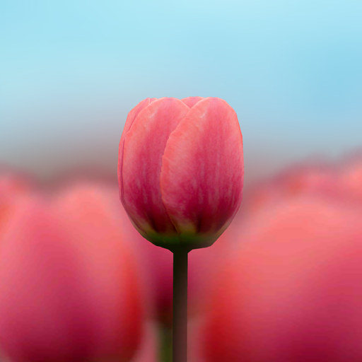 3D Tulip Live Wallpaper